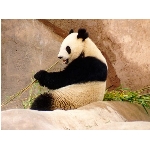 panda.jpg
Poet zobrazen: 3576 (6385.3931 dn) pr.=0.5600
Rozmr: 1024 x 768 pixel
Velikost: 92.758 kB